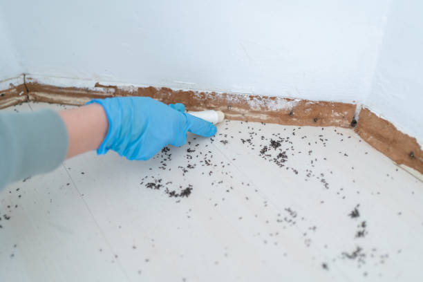 Wasp Removal Services in Unadilla, GA